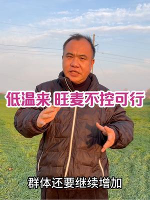 低温来 旺麦不控可行 在宿州及同类生态区不行，大群体一点没小、麦还在持续分蘖生长、群体到年后都还在积累#三农种植 #农业种植技术