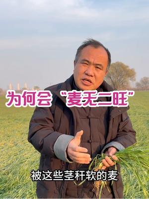 为何会&ldquo;麦无二旺&rdquo; 群体发展汹汹，又返过来影响个体软弱！#农业种植技术