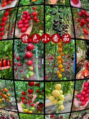 各种特色小番茄！颜值高，口感好，风味十足！#番茄 #新农人计划2024 #三农 #抖音助农 #农业种植