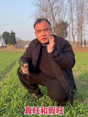 今天真旺麦比例大，不割苗，真需要多次控！