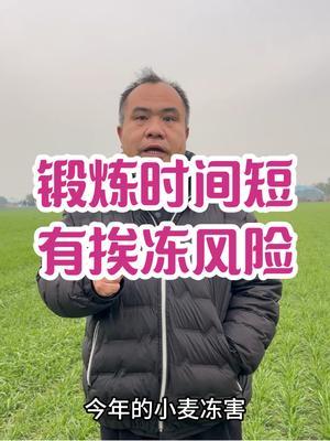 锻炼时间短 有挨冻风险 继续人工助力小麦，提高小麦抗寒性！#服务三农支持三农 #农业种植技术