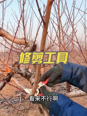 省力修剪 工具选择很重要#果树修剪 #2024新农人计划 #修剪 早晨6点直播果树修剪。