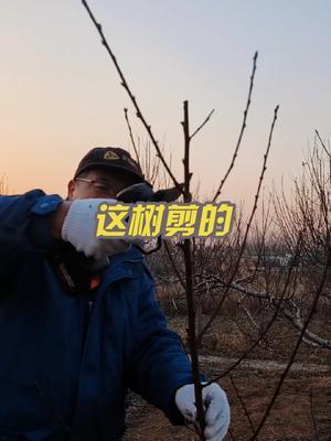 桃树修剪进行时 这桃树需要改造性修剪。#果树修剪 #修剪 #果园管理