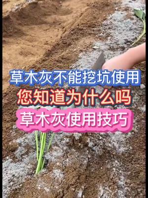 草木灰为什么不能挖坑使用您知道为什么吗 