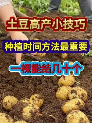 土豆高产小技巧种植时间方法最重要一棵能结几十个 
