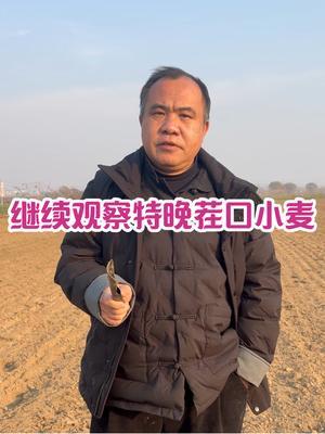 继续观察特晚茬口小麦 不浪费特晚茬口，不浪费大自然给宿州提供的积温和机会！#三农种植 #农业种植技术