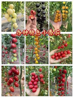 各种特色小番茄！颜值高，口感好，风味十足！#番茄 #三农 #新农人计划2024 #小番茄 #抖音助农