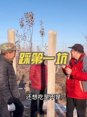 逛果园 走田间，讲果树，第一坑，说品种。谁换过头。#果园管理 #果树修剪