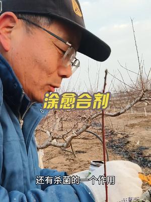 桃树等果树开始修剪了吗？ 剪掉枝条回造成伤口，怎么办，涂抹伤口愈合剂，你涂了吗？#果树修剪 #果园管理 #修剪 #病虫害防治 #新农人计划