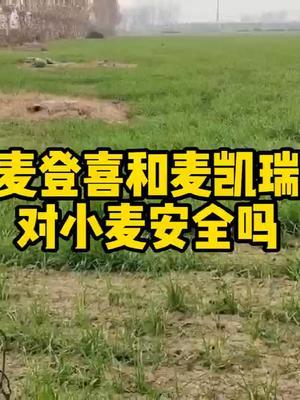 #抖音助农 #分享农业知识帮农民增产增收 #农业人话农业 #头条作品双星激励计划