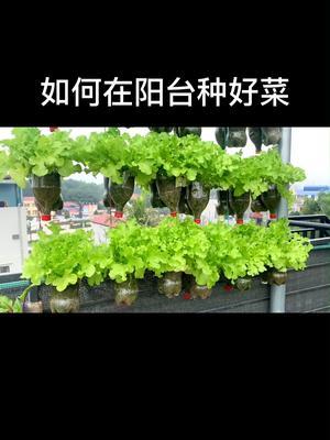 在阳台种菜其实很简单，你也可以#阳台种菜 