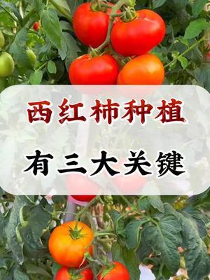 西红柿种植有三个关键点需要留意