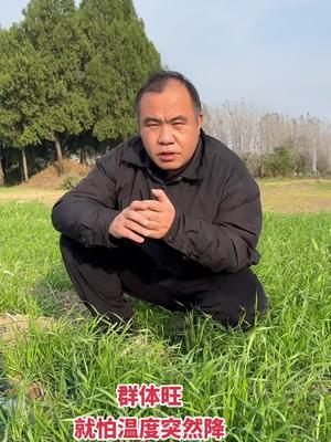 2024年大自然给小麦配置的锻炼期有点短，越冬抗寒有风险！更怕年后倒春寒。