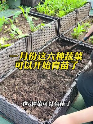 1月份能种什么蔬菜?这几种菜要抓紧育苗了，大家别错过最佳季节