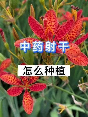 射干怎么种植？射干全流程种植技术 
