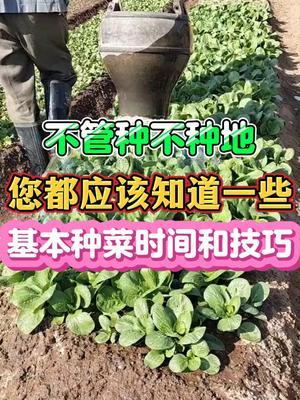 不管种不种地您都应该知道一些基本种菜时间和技巧 