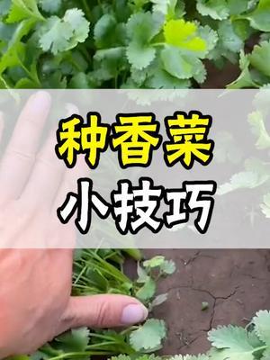 香菜种植就用这3招，你家的香菜总是比邻居的先出苗。