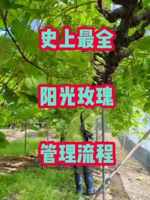 全网最详细的葡萄种植流程