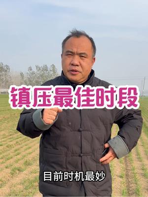 镇压最佳时段 镇压之道，小麦需要，时机最妙，谁干谁笑#三农种植 #农业种植技术