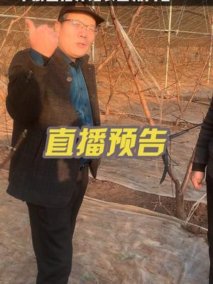早6点直播预告 桃Y形，大棚桃管理。整形修剪！#果树修剪 #2024新农人计划 #果园管理 #修剪