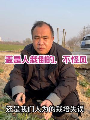 麦是人栽倒的，不怪风 既然已经软倒，继续压
   负负有正效果，可用于小麦栽培！
   #三农种植 #农业种植技术