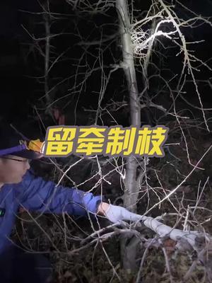 牵制枝如何留 牵制枝如何留#果树修剪 #2024新农人计划 #三农 #果树种植 #修剪 @苗姐逛果园 @果树达人徐明举助手