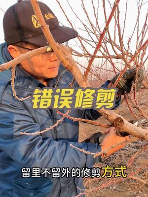 桃结果枝怎么留。留里不留外，选留4-6毫米，这样修剪才对！#果树修剪 #修剪 #果园管理