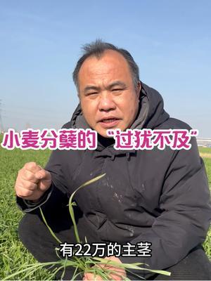 小麦分蘖的&ldquo;过犹不及&rdquo; 分蘖如此，播期、播量、播深、底肥氮量、甚至用药量&hellip;&hellip;都如此。中庸之道真适合高产栽培上！#帮助农民增产增收才是硬道理 #小麦冬季管理