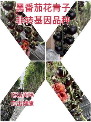 黑番茄～花青子！非转基因品种，富含大量维生素和花青素，营养价值极高！#番茄 #抖音助农 #新农人计划2024 #三农 #农业种植