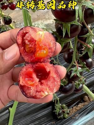 非转基因黑番茄～花青子！富含花青素和维生素，营养价值极高！#抖音助农 #新农人计划2024 #番茄 #农业种植 #三农