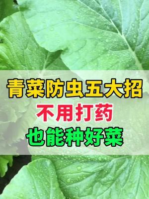 五大青菜防虫大招 不打农药也能种出好蔬菜