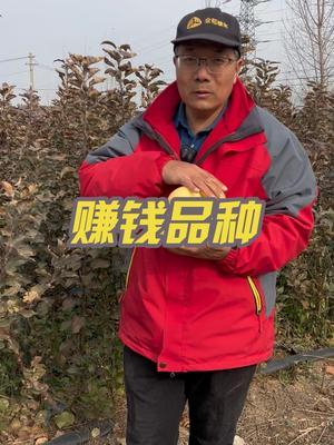种什么苹果 还能挣钱，大家乐观讨论下？#果树 #品种齐全 #果树修剪
