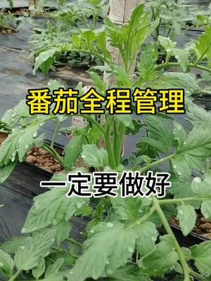 西红柿全程管理，一定要做好。做好了增产增收不是梦