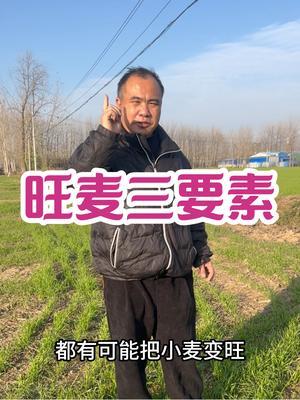 旺麦三要素 播期早、氮肥重、播量大，三合一，更可怕！#三农种植 #农业种植技术