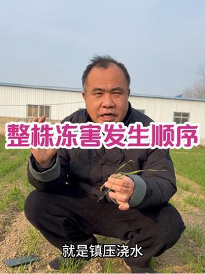 整株冻害发生顺序 提高抗冻性的稳妥法和快速法。#三农种植 #农业种植技术
