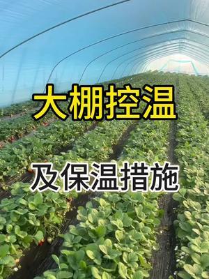 大棚控温及保温措施 #草莓大棚 #草莓种植 #草莓种植技术 