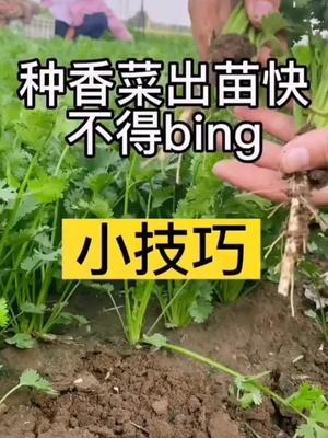 #农业种植 #心系三农服务三农 #种植小技巧 