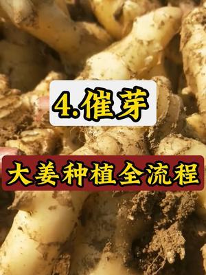大姜种植全流程，催芽 
