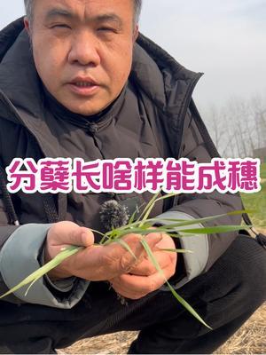 分蘖长啥样能成穗？ 年前四叶且自带完整根系，才可以成穗#农业种植 #三农 #农业技术推广