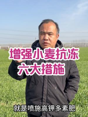 增强小麦抗冻六大措施 前三已经过去，后三个人为可以助力！#小麦冬季管理