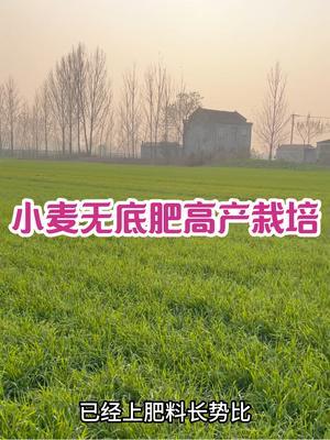 小麦无底肥高产栽培 年前一个月追传统总施肥量的40%，年后随农药田管喷施4遍绿威牌有机液体复合肥12斤。#三农种植 #农业种植技术