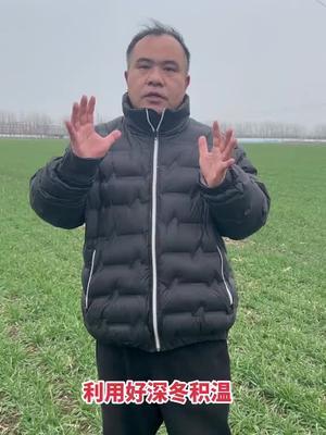 根据苗情，深冬个别时段，似小阳春，叶片白长夜眠，利用好这段时光，小麦照样可以镇压、促根提苗，甚至追肥、除草都可以！