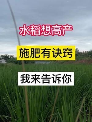 水稻想要高产，这些施肥的技巧也很重要。
