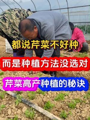芹菜高产种植秘诀让您轻松种好芹菜 