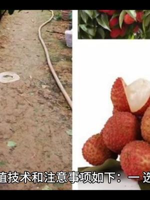 科学种植荔枝的技术指南：从选址到病虫害防治 