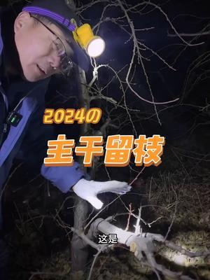 主干形留枝 你怎么留？#果树修剪 #2024新农人计划 #果园管理