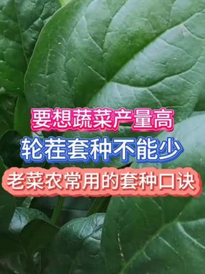 要想蔬菜产量高轮茬套种不能少记住这个套茬口诀 