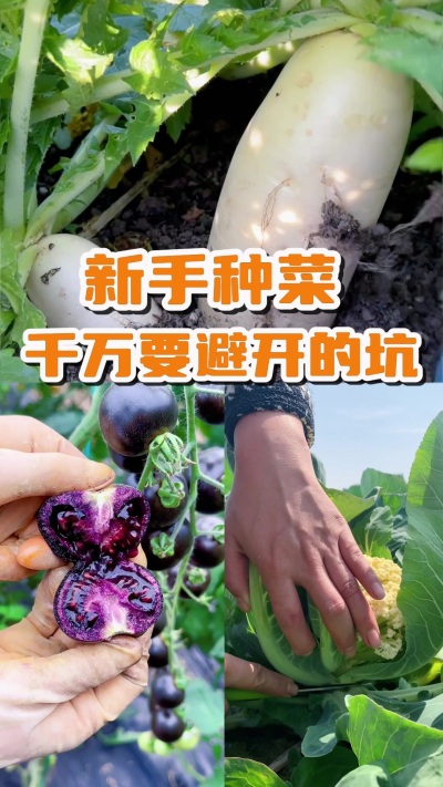 关于种菜，这些基本知识一定要知道❗