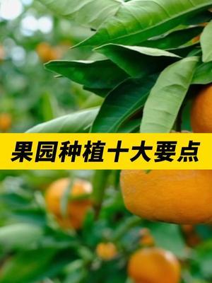 果园种植十大要点！ #农业种植 #种植小技巧 #农业 #农业技术