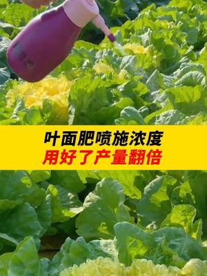 叶面肥喷施浓度，用好了产量翻倍！ #农业种植 #种植小技巧 #智慧农业 #农业